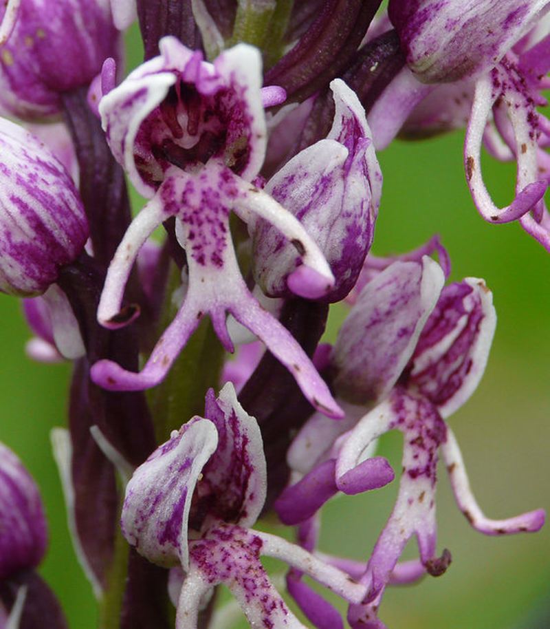 Обезьянья орхидея (Orchis simia)