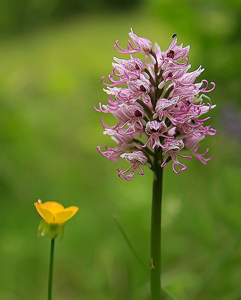 Обезьянья орхидея (Orchis simia)