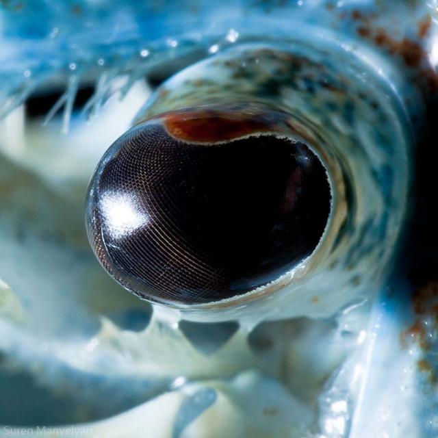 Глаза животных - фотопроект Suren Manvelyan