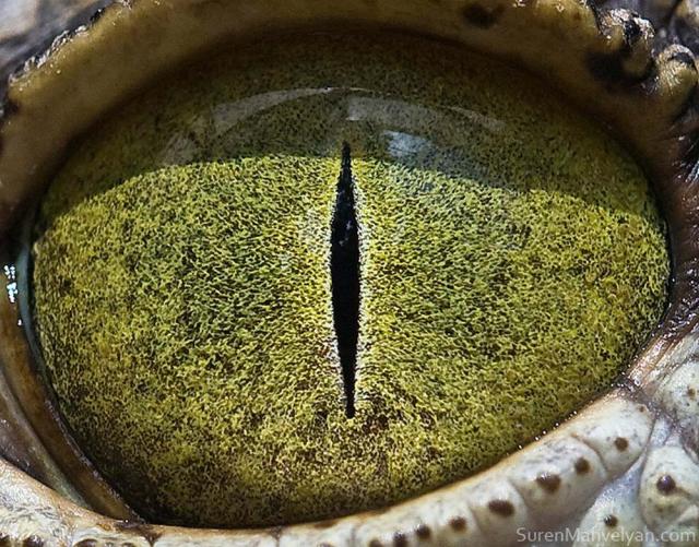 Глаза животных - фотопроект Suren Manvelyan