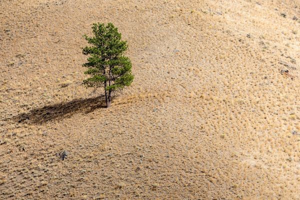 Засухи, подобные российской 2010 года или американской 2012-го, порождают в здоровых на вид деревьях кавитационные процессы, которые можно обнаруживать напрямую. / National Geographic