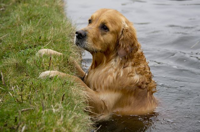 Пес просто очень любит плавать