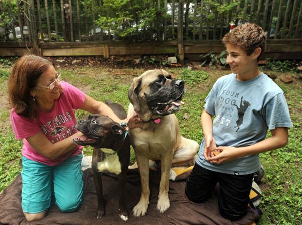 Шерил Трудил у себя дома со своей собакой монти (слева). И ее сосед, 14-летний Этан Росмэн, со своим любимцев. Обе собаки являются донорами крови для других собак