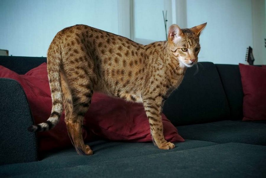 Ашера (англ. ashera) — гибридная порода кошек