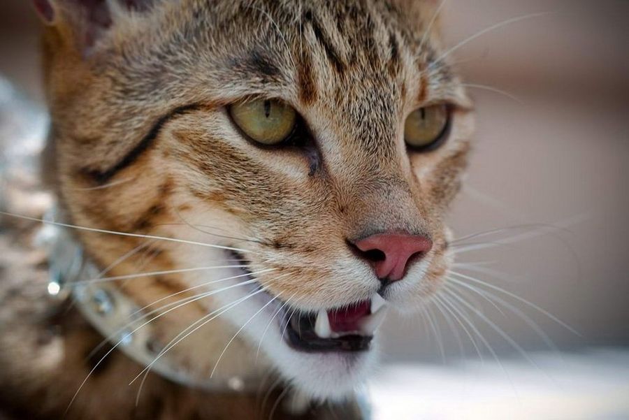 Ашера (англ. ashera) — гибридная порода кошек