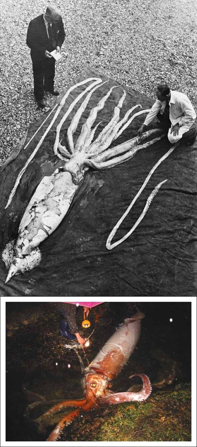 Вверху: десятиметровый (с щупальцами) образец гигантского кальмара. Внизу: молодая особь, хорошо видны глаза. (Фото NTNU, Wikimedia Commons.)