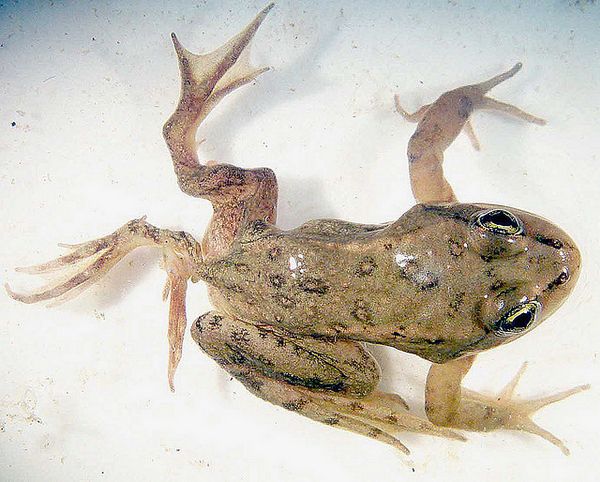 Чем больше в пруду видов лягушек и саламандр, тем меньше шансов у паразита, вызывающего деформации тела у амфибий.