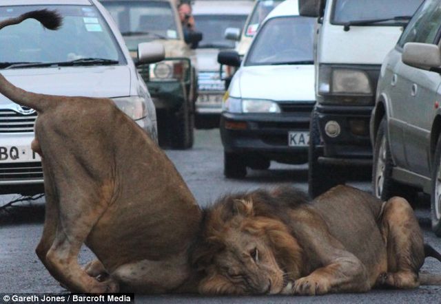Львы в кенийском заповеднике заблокировали дорогу