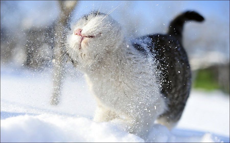 Зимние забавы кошек