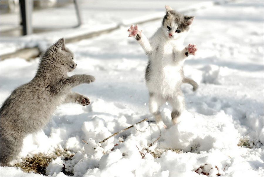 Зимние забавы кошек