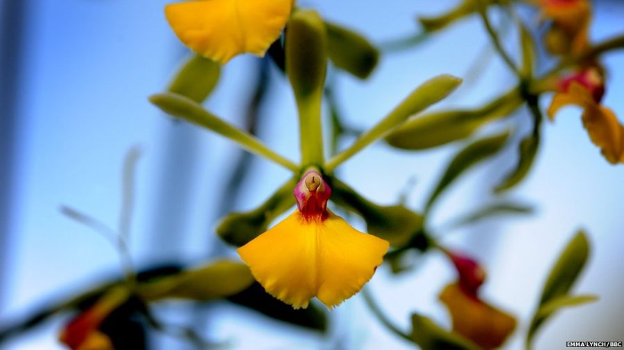 Орхидеи в Королевских ботанических садах Кью в Лондоне