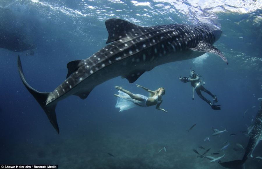 Необычная фотосессия с китовыми акулами