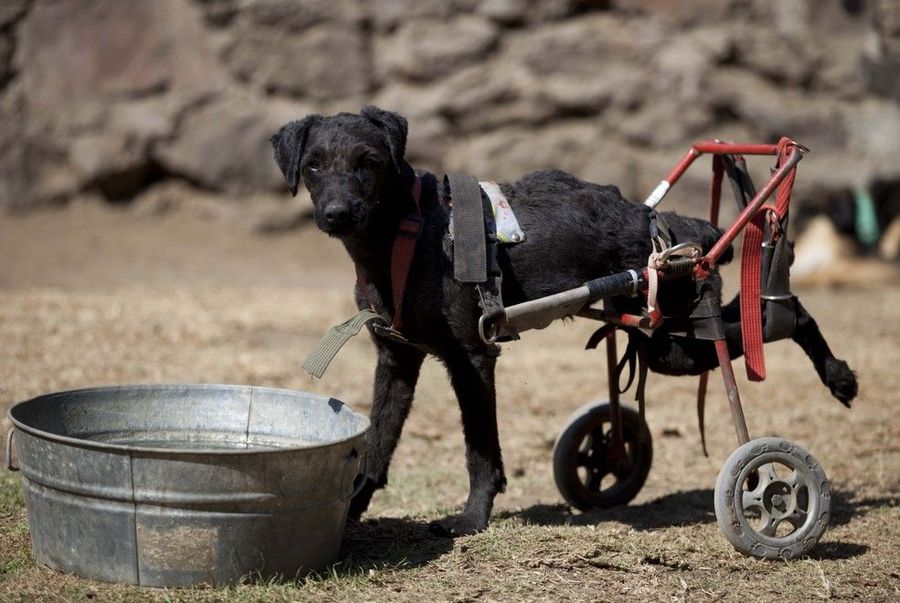Приют для собак-инвалидов в Мехико