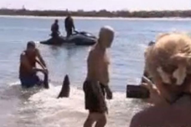 Турист схватил акулу за хвост и вытолкнул на глубину (фото: Channel 9 News)