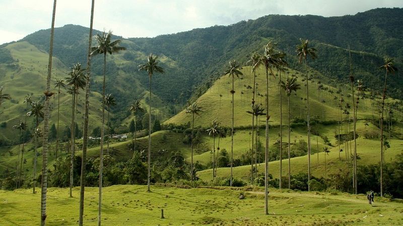 Целоксилон Андийский - самая высокая пальма в мире