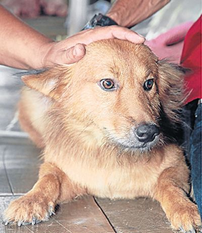 Собака Пуи нашла выброшенного на свалку ребенка в Таиланде (фото: bangkokpost.com)