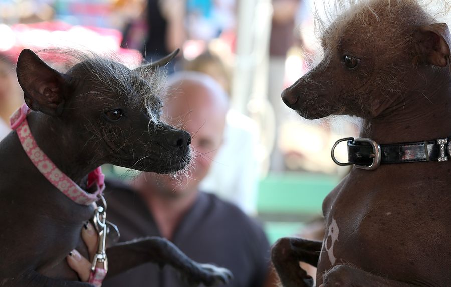 Гибрид бигля, боксера и бассета победил в конкурсе на самую уродливую собаку