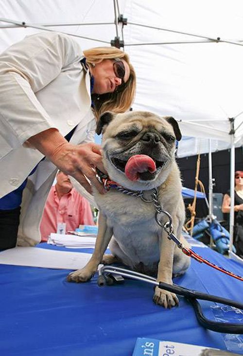 Американцы готовятся к конкурсу на самую уродливую собаку мира 2013