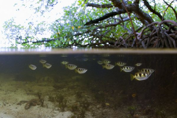 Стая брызгунов в мангровых зарослях