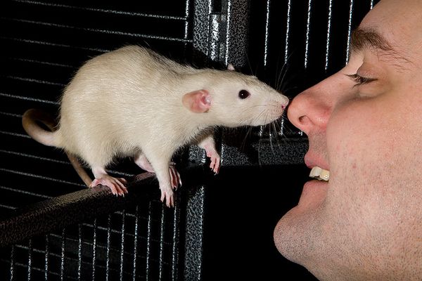Принюхиваясь к другому, крысы проверяют его социальный статус и демонстрируют свой.