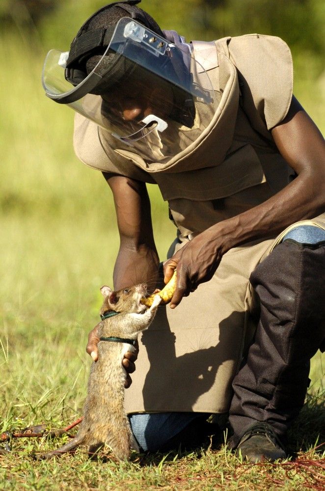Мозамбикским специалистам по  разминированию помогают крысы-саперы