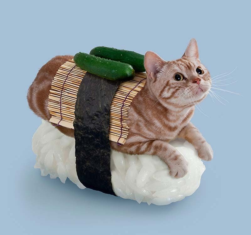Приключения суши-кошек