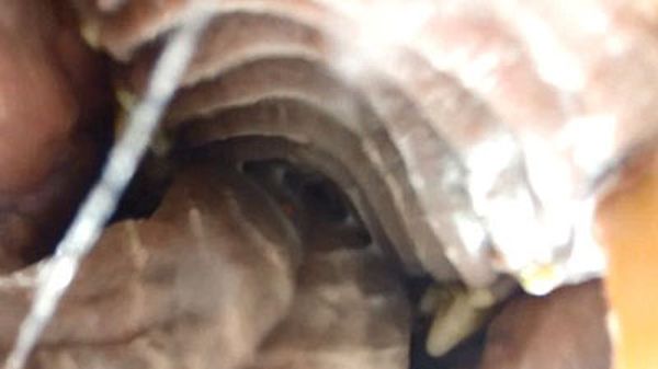 Камера засняла огромную клыкастую пасть гризли (фото: youtube)