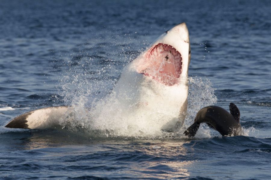 охота белой акулы на котиков