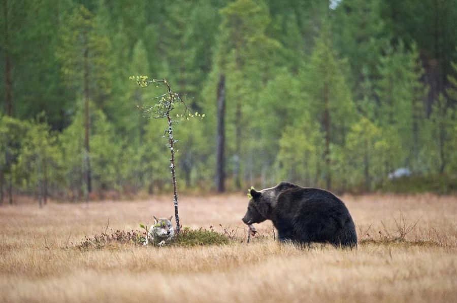 Медведь и волк - неразлучные друзья