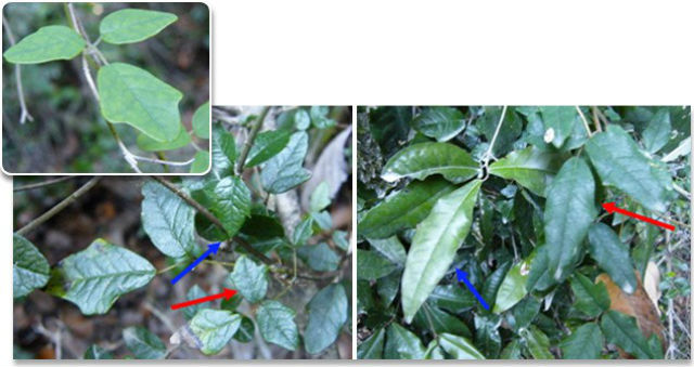 Синим цветом показаны листья растения-хозяина, а красным — листья B. trifoliolata (фото Gianoli E, Carrasco-Urra F.). 