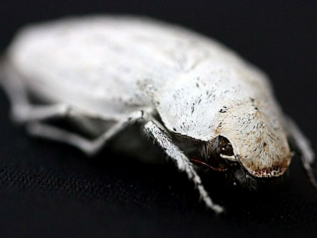 Белый бриллиантовый жук рода Cyphochilus (фото University of Cambrige).