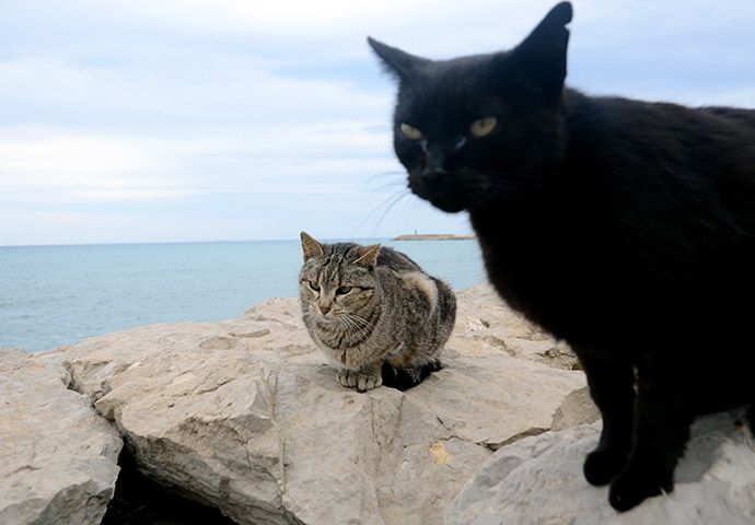Люди бросают черных котов из-за их нефотогеничности