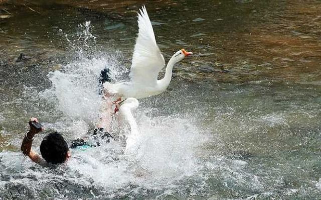 На незадачливого туриста, отдыхавшего у воды, напали гуси