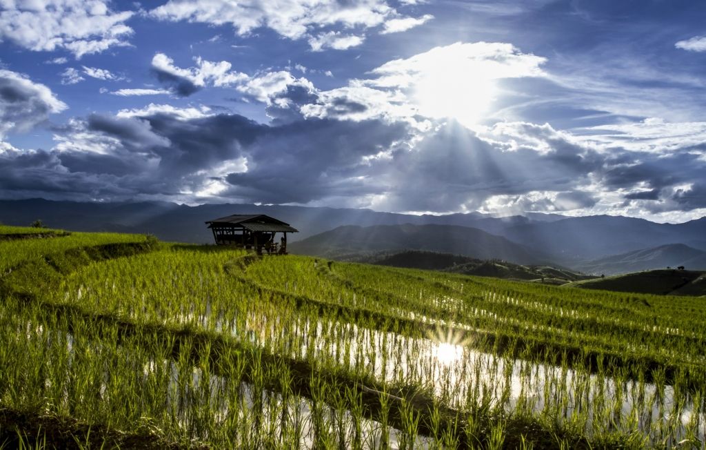 Рисовые террасы Чиангмай