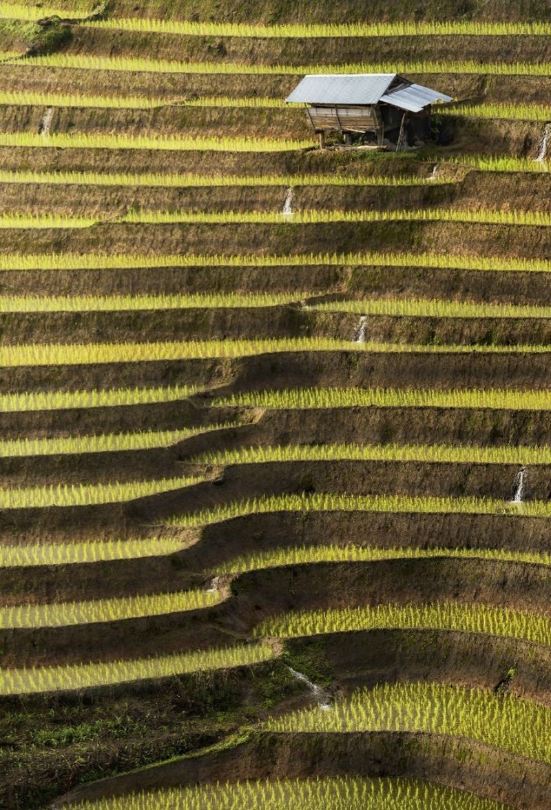 Рисовые террасы Чиангмай