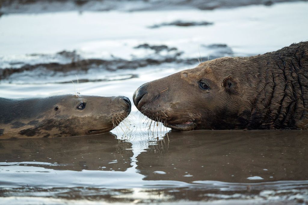 Серые тюлени заповедника Trust's Donna Nook