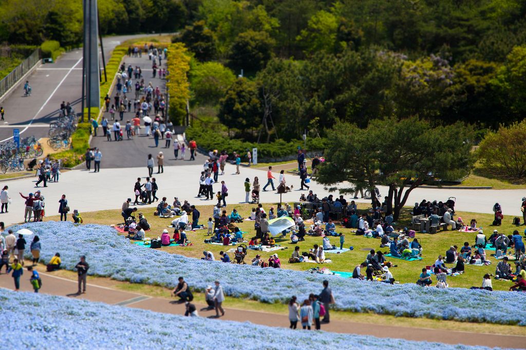 Лазурная сказка: Парк Hitachi Seaside Park