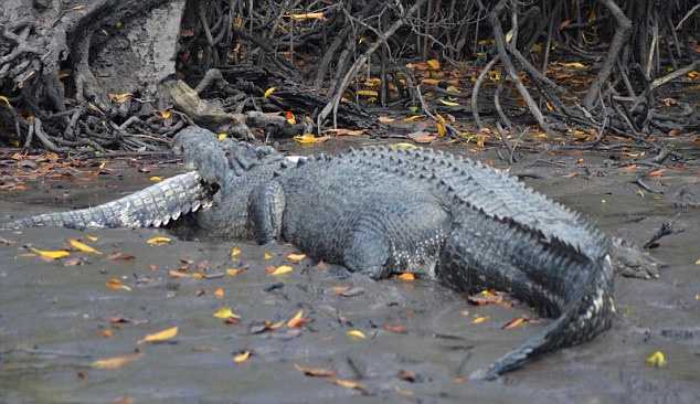 Пятиметровый крокодил-каннибал закусил своим трехметровым сородичем