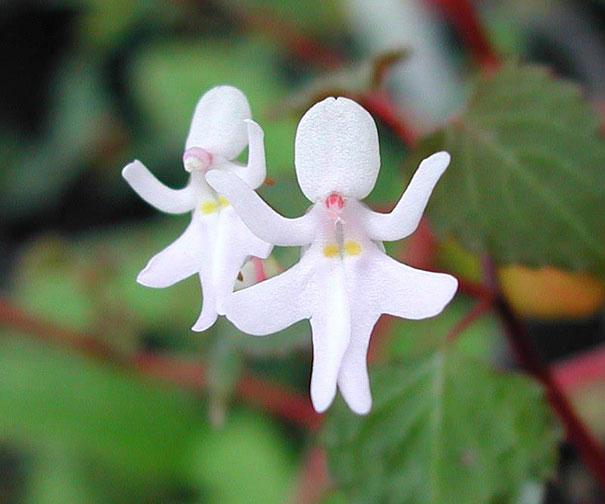 flowers-look-like-animals-people-monkeys-orchids-pareidolia