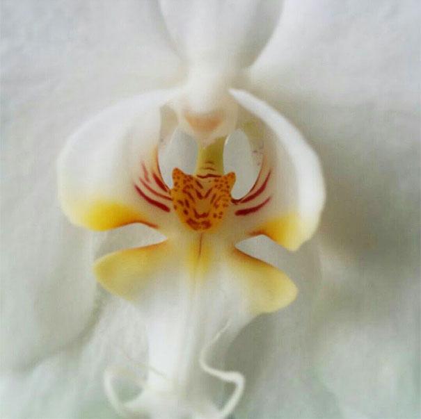 flowers-look-like-animals-people-monkeys-orchids-pareidolia