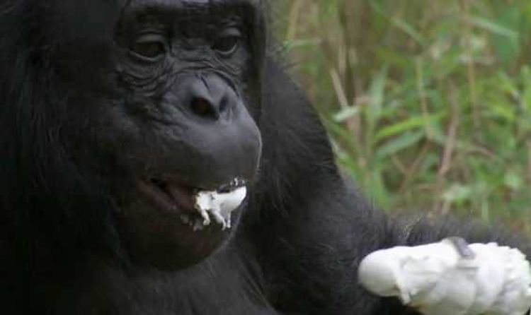 Шимпанзе самостоятельно развел костер, чтобы приготовить сладкий десерт