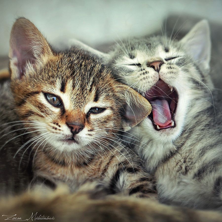 Смешные и забавные кошки