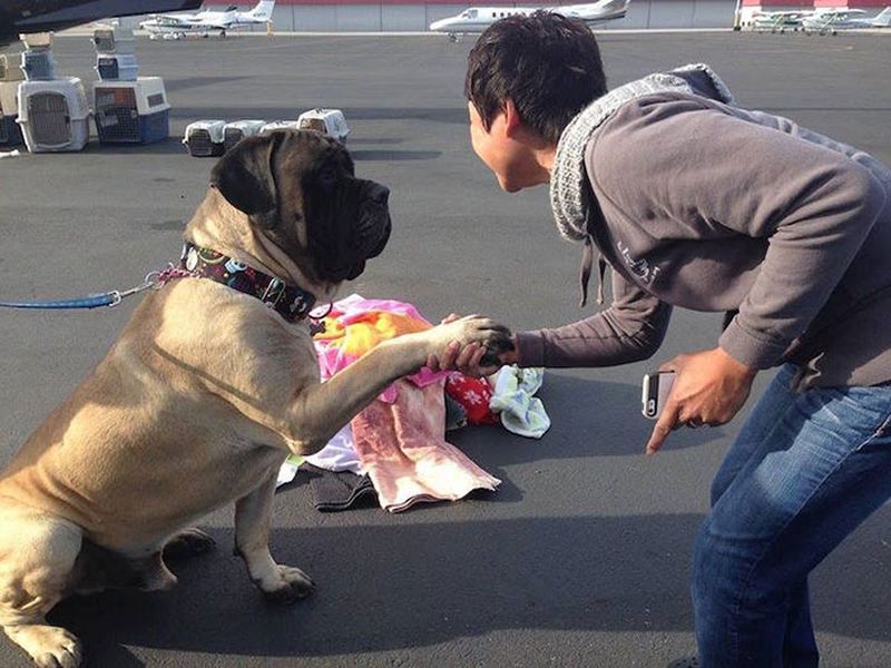 Лётчики-волонтёры спасают бездомных собак от усыпления, доставляя их новым хозяевам за тысячи километров