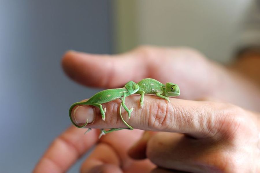 Крошки-хамелеончики стали звёздами в зоопарке Сиднея