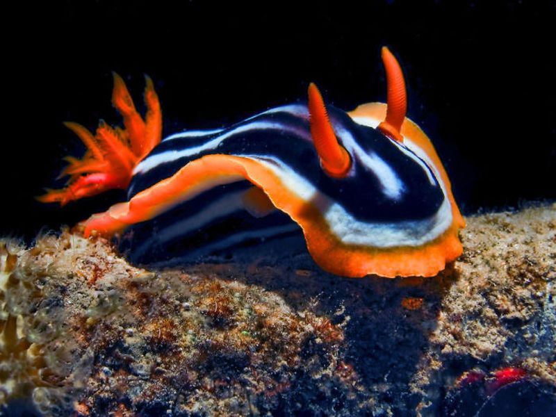 Самый обычный голожаберный моллюск, обитающий в Красном море и достигающий размера до 5 см.