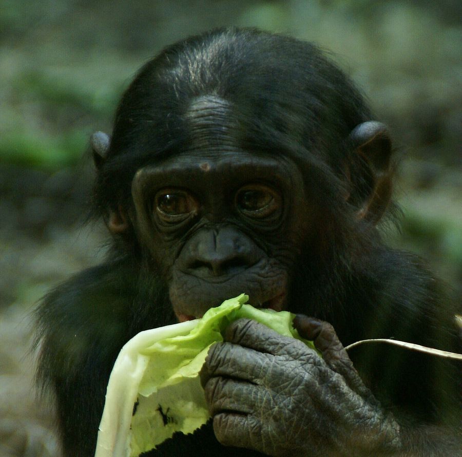 Интересные факты о карликовом шимпанзе (лат. Pan paniscus)