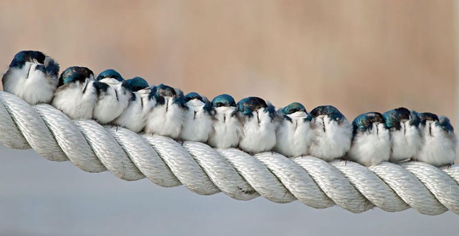 Как птички согреваются в холод