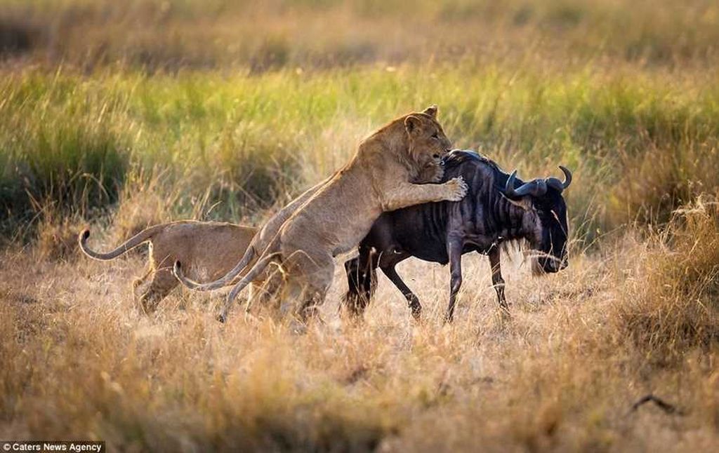 Как львица учила детёнышей охотиться