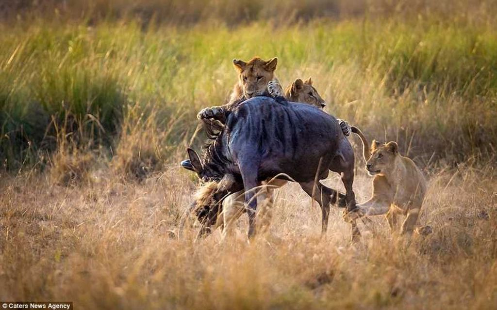 Как львица учила детёнышей охотиться