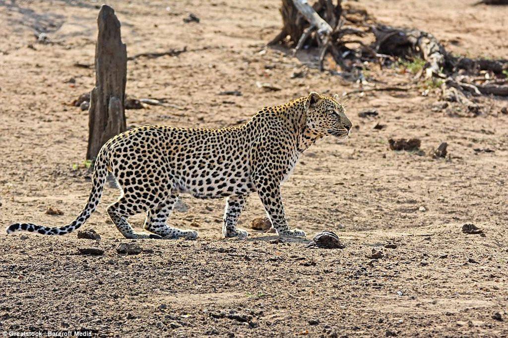 Охота леопарда на спящего бородавочника